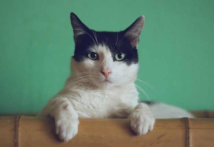 Marmalade